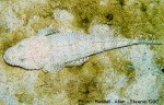 Fringelip Flathead (Eurycephalus otaitensis)