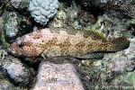 Enlarged Image of 'Epinephelus hexagonatus'