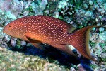 Lyretail Grouper (Variola louti)