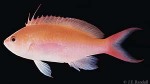 Bicolor Anthias (Pseudanthias bicolor)