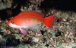 Enlarged Image of 'Pseudanthias cooperi'