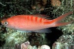 Lori's Anthias (Pseudanthias lori)