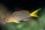 Yellow-tail Basslet (Pseudanthias olivaceus)