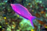 Purple Queen (Pseudanthias pascalus)