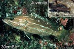 White-lined grouper (Anyperodon leucogrammicus)