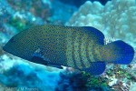 Peacock Grouper (Cephalopholis argus)