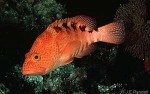 Sixspot Grouper (Cephalopholis sexmaculata)