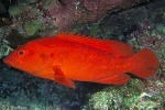 Strawberry Grouper (Cephalopholis spiloparaea)