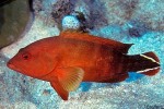 Flagtail Grouper (Cephalopholis urodeta)