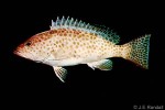 Areolate Grouper (Epinephelus areolatus)