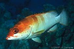 Blacktip Grouper (Epinephelus fasciatus)