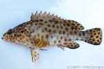 Enlarged Image of 'Epinephelus macrospilos'