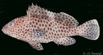 Enlarged Image of 'Epinephelus maculatus'