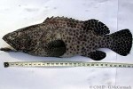 Enlarged Image of 'Epinephelus melanostigma'