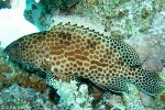 Enlarged Image of 'Epinephelus merra'