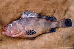 Netfin Grouper (Epinephelus miliaris)