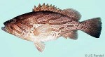 Comet Grouper (Epinephelus morrhua)