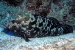 Marbled Grouper (Epinephelus polyphekadion)