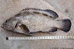 Enlarged Image of 'Epinephelus socialis'