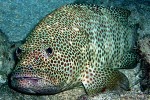 Enlarged Image of 'Epinephelus tauvina'