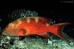 Whitemargin Lyretail Grouper (Variola albimarginata)