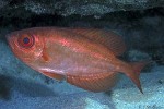 Glasseye (Heteropriacanthus cruentatus)