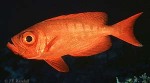 Enlarged Image of 'Priacanthus hamrur'