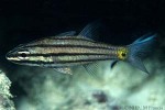 Fiveline Cardinalfish (Cheilodipterus quinquelineatus)