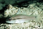 Eyeshadow Cardinalfish (Apogon exostigma)