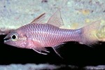 Iridescent Cardinalfish (Apogon kallopterus)