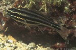 Blackstripe Cardinalfish (Apogon nigrofasciatus)