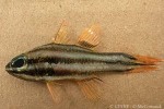 Enlarged Image of 'Apogon novemfasciatus'