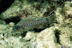 Bandfin Cardinalfish (Apogon taeniopterus)