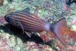 Largetoothed Cardinalfish (Cheilodipterus macrodon)