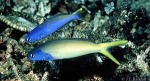 Purplehead Tilefish (Hoplolatilus starcki)