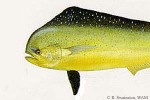 Enlarged Image of 'Coryphaena hippurus'