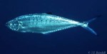 Leatherback (Scomberoides lysan)