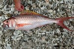 Redfin Jobfish (Aphareus rutilans)