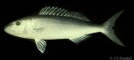 Green Jobfish (Aprion virescens)