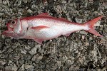 Ruby Snapper (Etelis carbunculus)