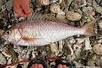 Ornate Jobfish (Pristipomoides argyrogrammicus)