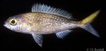 Yellow Flower Snapper (Pristipomoides auricilla)