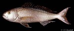 Rosy Snapper (Pristipomoides filamentosus)