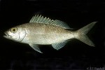 Golden-eye Jobfish (Pristipomoides flavipinnis)