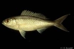 Lavendar Snapper (Pristipomoides sieboldii)