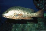 River Snapper (Lutjanus argentimaculatus)