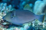 Squaretail Filefish (Cantherhines sandwichiensis)