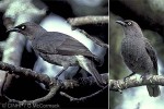 Rarotonga Starling (Aplonis cinerascens)