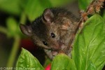 House Mouse (Mus musculus)