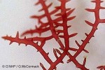 Enlarged Image of 'Hypnea saidana'